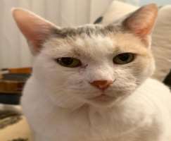 Belding has adopted a cute cat who always tries to grab Belding's attention.
